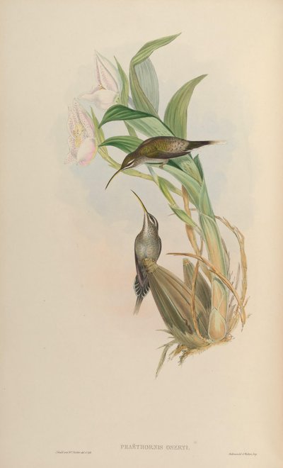 Phaethornis hispidus by John Gould